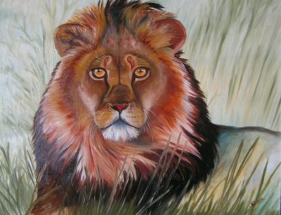 Le regard du lion