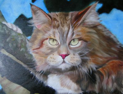 Le regard du chat